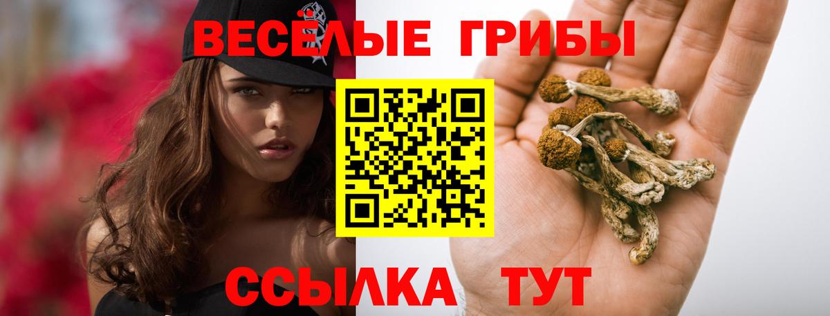 Кондопога  Галлюциногенные грибы Psilocybine cubensis  Вход с VPN  Псилоцибиновые грибы прущие грибы 